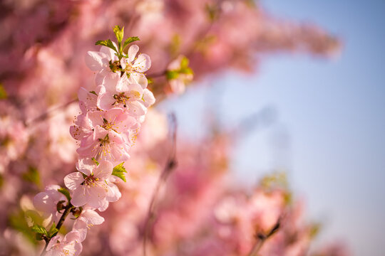 Spring flowers bloom in April