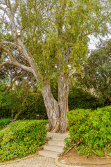 Fototapeta na wymiar Old Eucalyptus tree, in the promenade, in Haifa