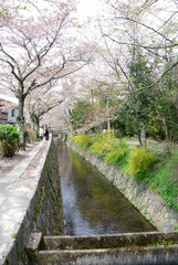 Fototapeta na wymiar Philosopher's Path in spring season @kyoto,JAPAN / 春の京都，哲学の道