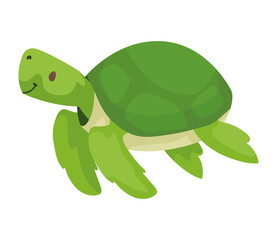 turtle cute animal kid