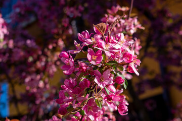 Blooming apple tree in spring. Lots of pink apple blossoms. Bokeh. Blooming garden.	