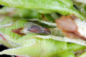 Pear sucker Cacopsylla pyrisuga is a pest of European pear - Pyrus communis causes leaves rolled or folded in orchards and gardens. An insect on pear buds in spring.