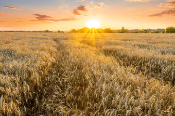 Naklejka premium Amazing view at beautiful summer golden wheaten field with beautiful sunny sky on background, rows leading far away, valley landscape