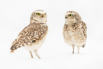 Two Burrowing owl (Athene cunicularia)  in the snow.                                                                  