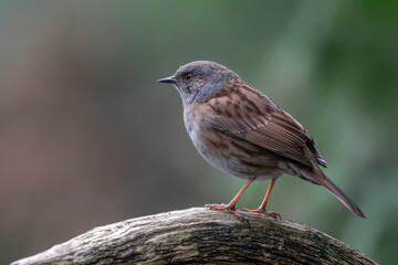  The dunnock (Prunella modularis) on a branch in the forest of Noord Brabant in the Netherlands.     