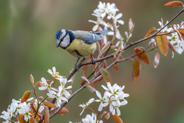   Eurasian Blue Tit (Cyanistes caeruleus) on a spring branch with white flowers (Amelanchier...