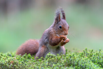 Naklejka na ściany i meble Beautiful Eurasian red squirrel (Sciurus vulgaris) eating a nut in the forest of Noord Brabant in the Netherlands. 