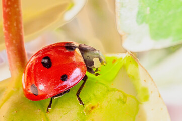 Macro a coccinella su foglia in natura