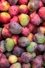 Mangifera indica - fruit mango