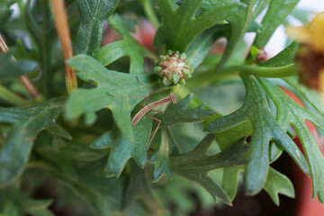 カマキリの幼虫