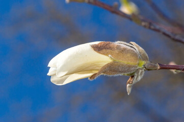 Macro photo of blooming Magnolia denudata in spring time.