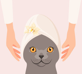 Obraz premium British cat on spa treatments. Cartoon design. 