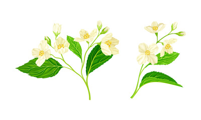 White jasmine flowers set. Spring twigs with white flowers and leaves vector illustration