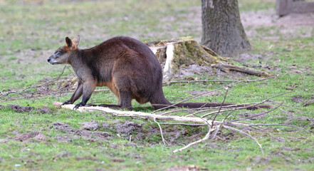 Red-necked Wallaby - Macropus rufogriseus © michaklootwijk