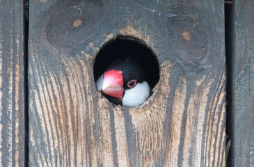 Java Finch emerging from a hole in a birdhouse