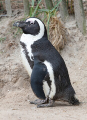 African Penguin resting on the sand
