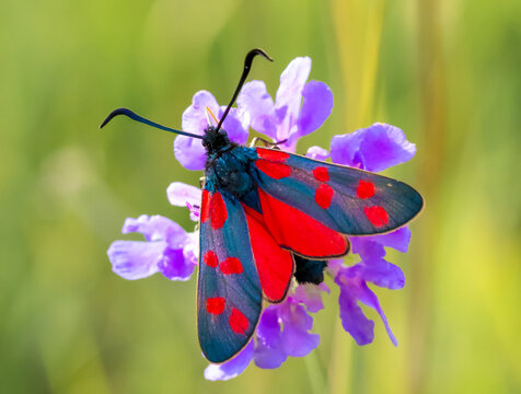 Sechsfleck-Widderchen (Zygaena filipendulae)