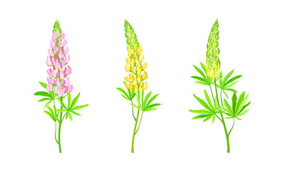 Fototapeta na wymiar Lupine plants set. Beautiful summer garden or meadow flower vector illustration