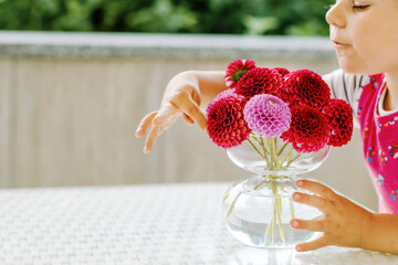 Portrait of little toddler girl admiring bouquet of blooming red and pink dahlia flowers. Cute...