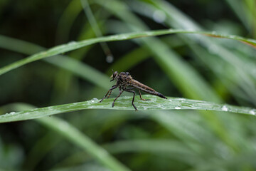 dragonfly on a leaf