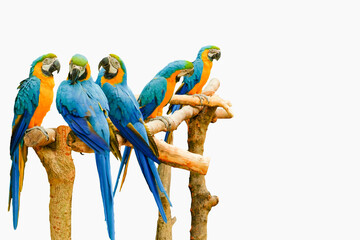 Photo of a flock of parrots on a white background.