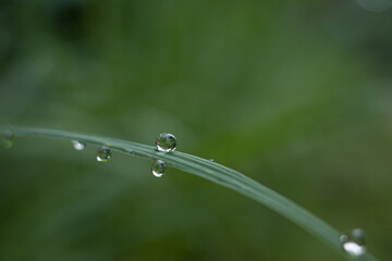 dew on grass