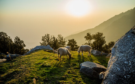 Camping at Triund in Dharamshala	
