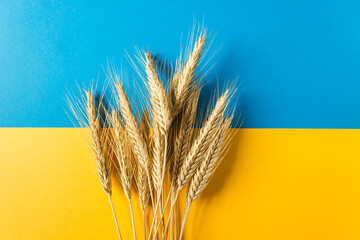 Ears of wheat on the national flag of independence Ukraine. Freedom blue and energizing yellow...