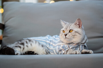 Close-up cat, Beautiful kitten or cat Scottish chill on sofa, cat wearing shirt