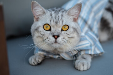 Close-up cat, Beautiful kitten or cat Scottish chill on sofa, cat wearing shirt