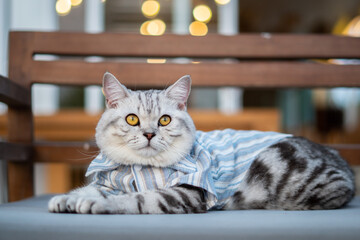 Close-up cat, Beautiful kitten or cat Scottish chill on sofa, cat wearing shirt