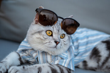 Close-up cat, Beautiful kitten or cat Scottish chill on sofa, cat wearing shirt