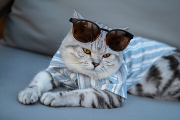 Close-up cat, Beautiful kitten or cat Scottish chill on sofa, cat wearing shirt