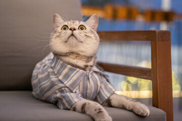 Close-up cat, Beautiful kitten or cat Scottish chill on sofa, cat wearing shirt
