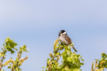 Reed Bunting sits in a tree top with catkins and singing