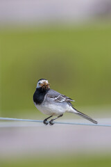 Wagtail that has its beak full of mosquitoes