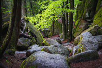 Green Waterfall River Rocks Covered With Green Moss Forest Waterfall. forest with a waterfall. Quiet and pleasant environment for tourism. Forest area with watercourse in Bavaria Germany