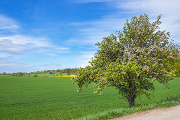 Fototapeta na wymiar Flowering fruit tree in a rural landscape view