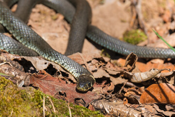Low angle view at a Grass snake creeping on the ground
