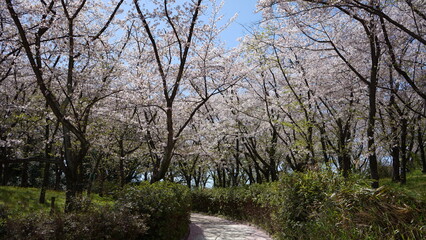 横井山緑地 桜