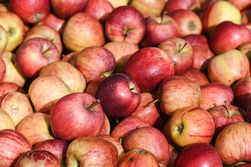 pomme fruit vrac bio alimentaire vitamine