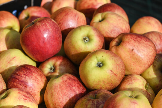 pomme fruit vrac bio alimentaire vitamine