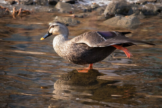Wild Spot-Billed Duck grooming itself in a shallow stream.