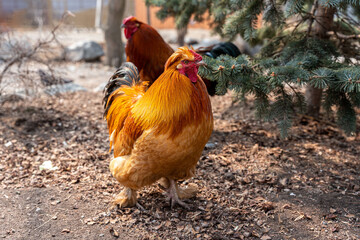 A beautiful rooster standing on the grass on a blurred green nature background. Rooster of the zodiac year. Year of the rooster.
