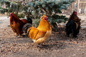 A beautiful rooster standing on the grass on a blurred green nature background. Rooster of the zodiac year. Year of the rooster.