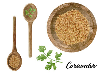 Watercolor fresh and dry coriander in wooden bowl and spoon. Kitchen cilantro spices and herbs set.