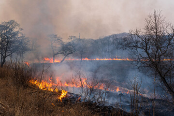 Fototapeta premium Forest fire. Fire in the forest, dry grass and trees are burning