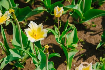 yellow crocuses in the garden