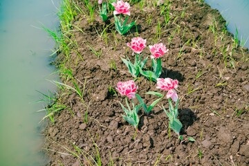 spring crocus flowers