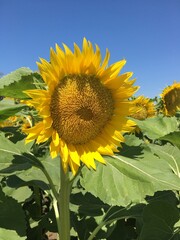 sunflower
